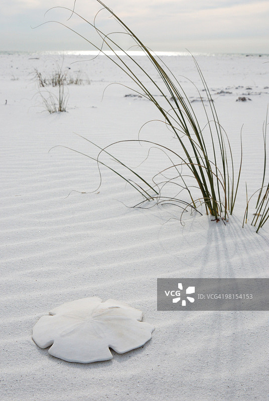 带有芦苇丛的白色沙滩图片素材