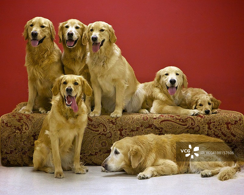 金毛犬全家福图片素材