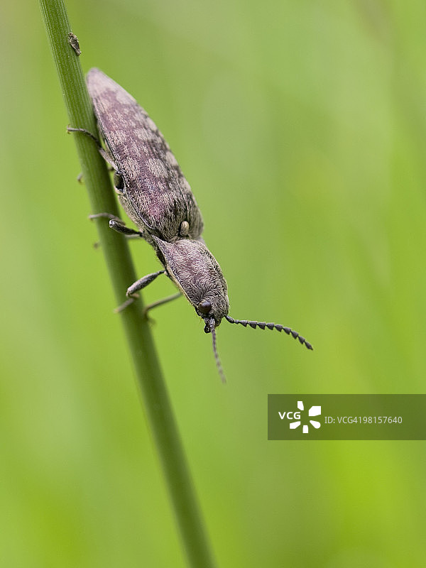 叩头虫（Actenicerus siaelandicus）图片素材