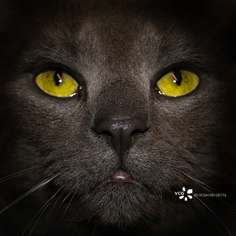 猫的画像图片素材