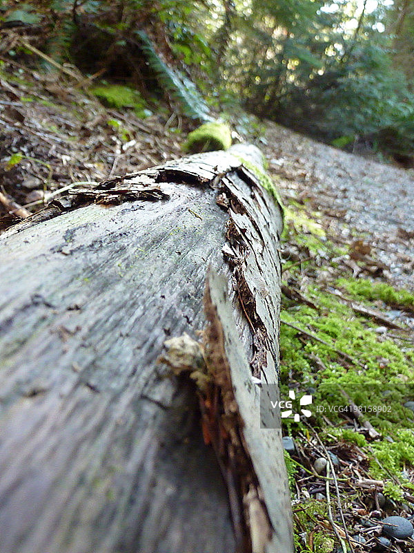 地面上的原木图片素材