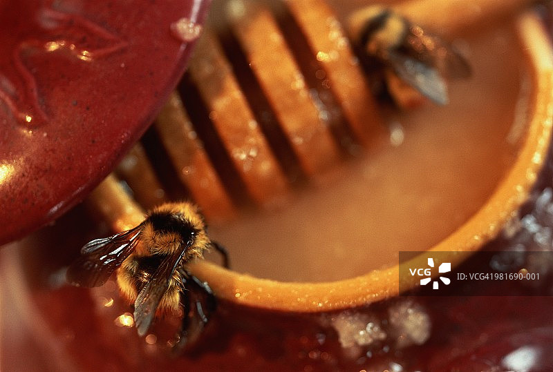 蜜蜂（Apis mellifera）从陶罐中采集蜂蜜图片素材