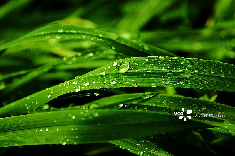 雨滴图片素材