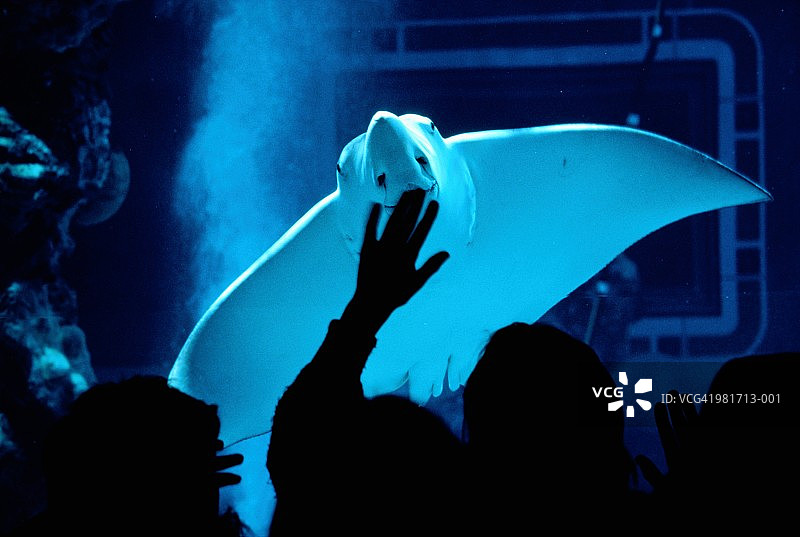 水族箱中的 spotted eagle ray图片素材