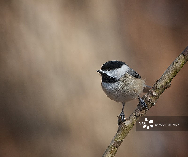 卡罗来纳山雀图片素材