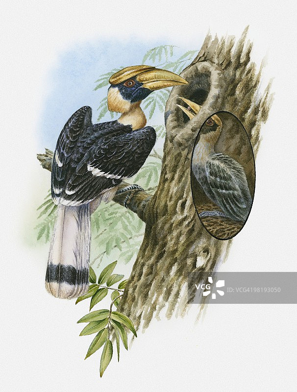 雄性双角犀鸟喂食雌性犀鸟插画（雌鸟在树洞巢穴中产卵）图片素材