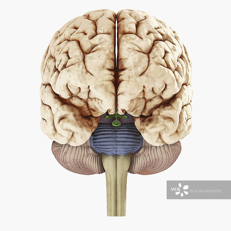 人脑正面视图数字插图图片素材