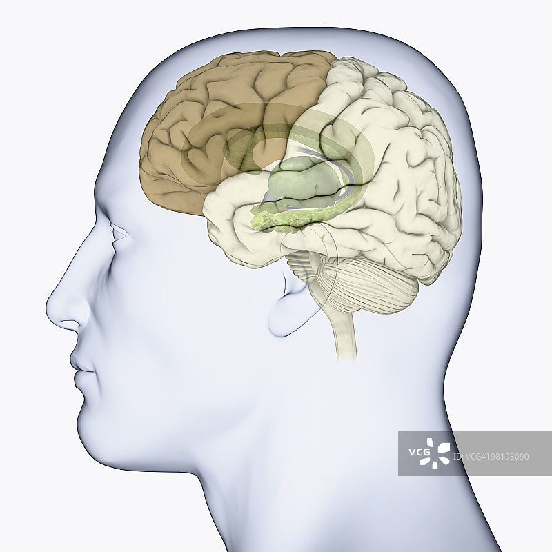 显示与情绪相关大脑区域的头部侧面数字插图图片素材