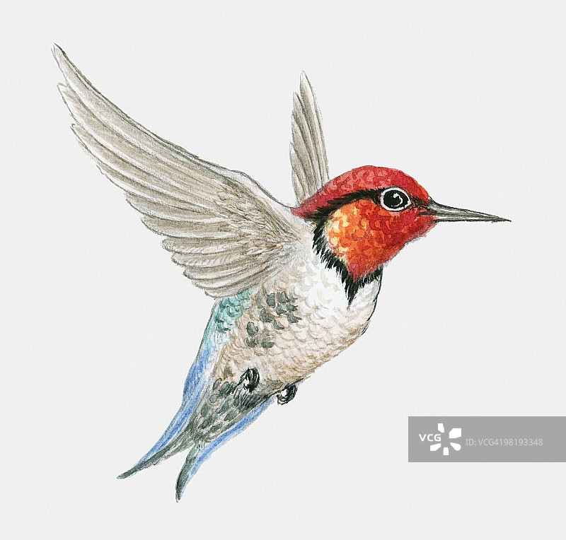 蜂鸟（Mellisuga helenae）飞行侧视图图片素材