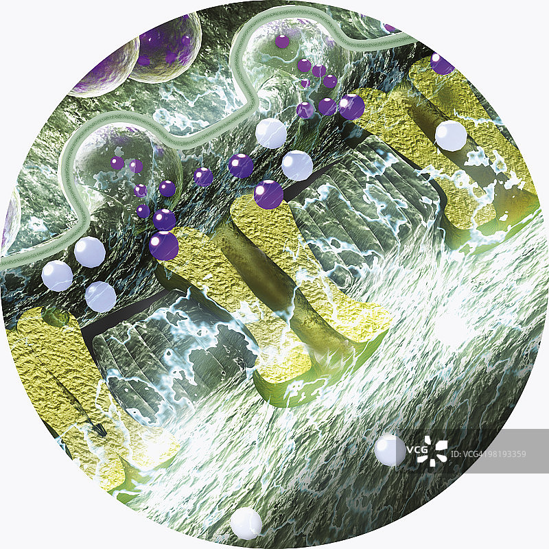 突触囊泡与膜融合，在突触间隙释放神经递质分子数字插画图片素材
