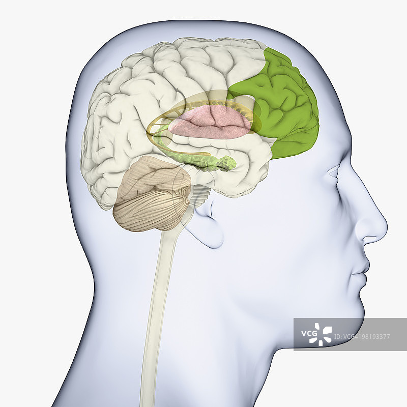 突出大脑各部分的人头侧面数字插画图片素材