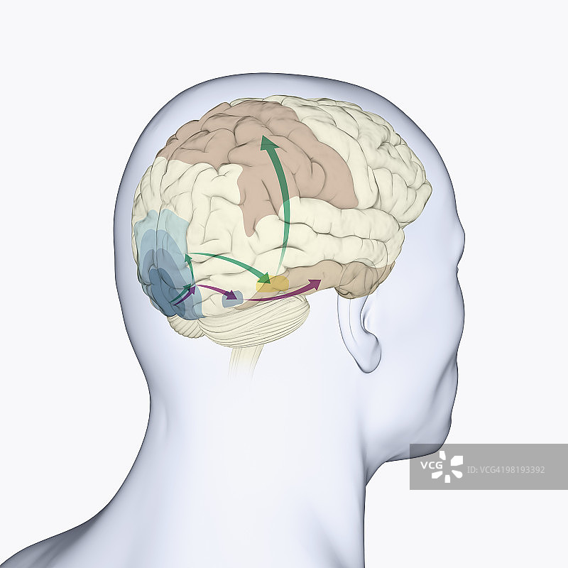 大脑背侧和腹侧通路剖面图数字插画图片素材