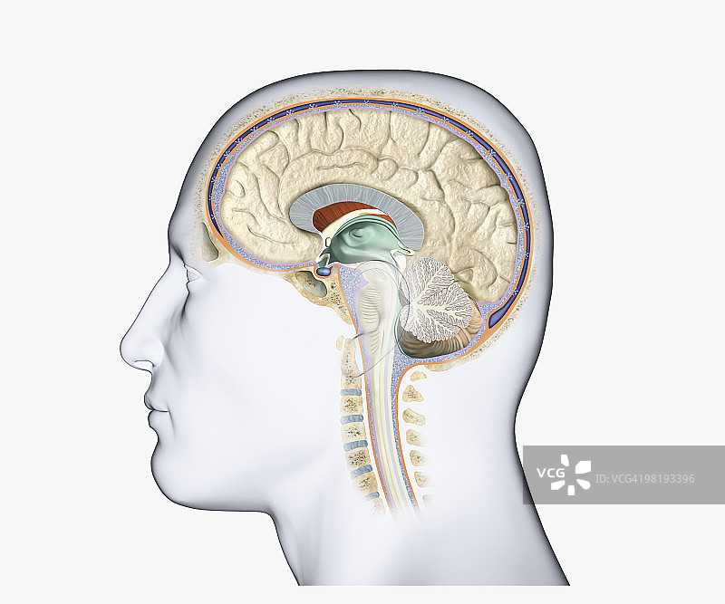 显示人脑垂体肿瘤的头部侧面数字插画图片素材