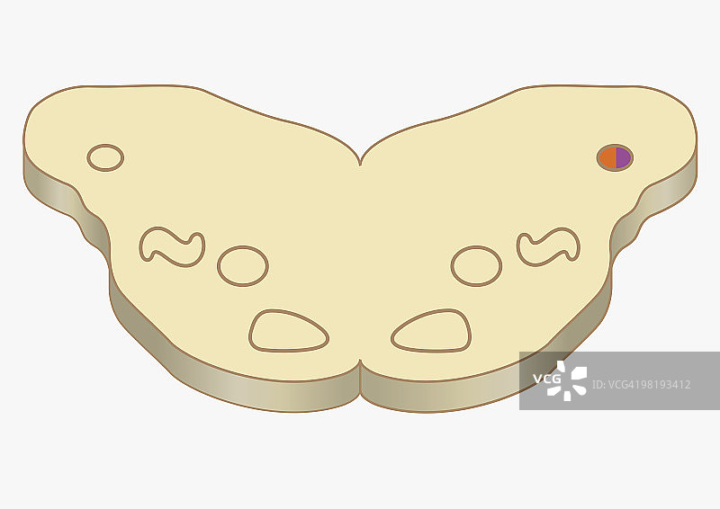 人脑腹侧耳蜗细胞接收区域信号的数字横截面图图片素材