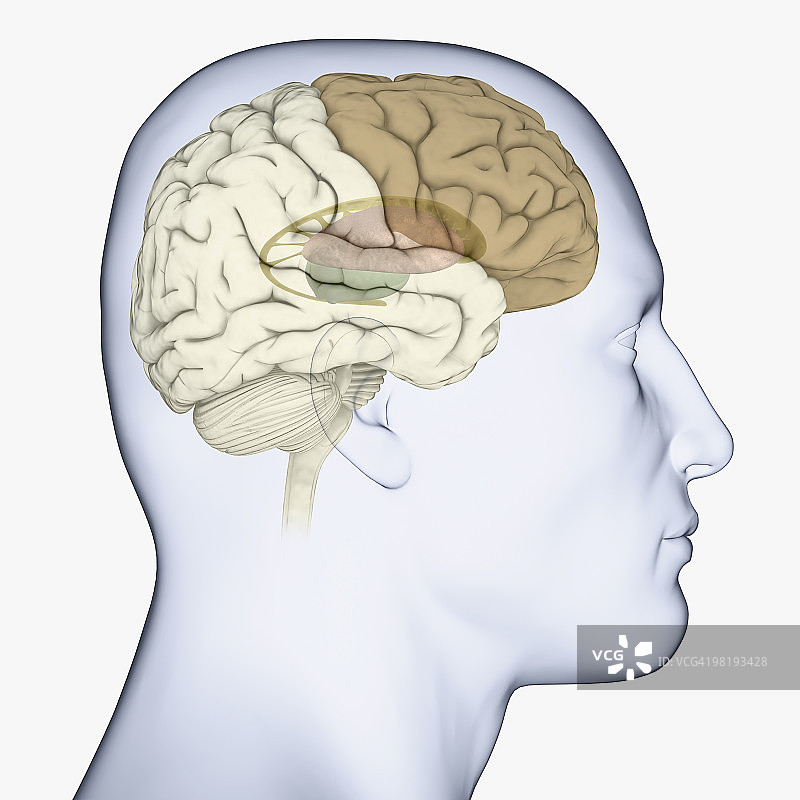 大脑侧面数字插图：突出显示基底神经节、丘脑和额叶皮层图片素材