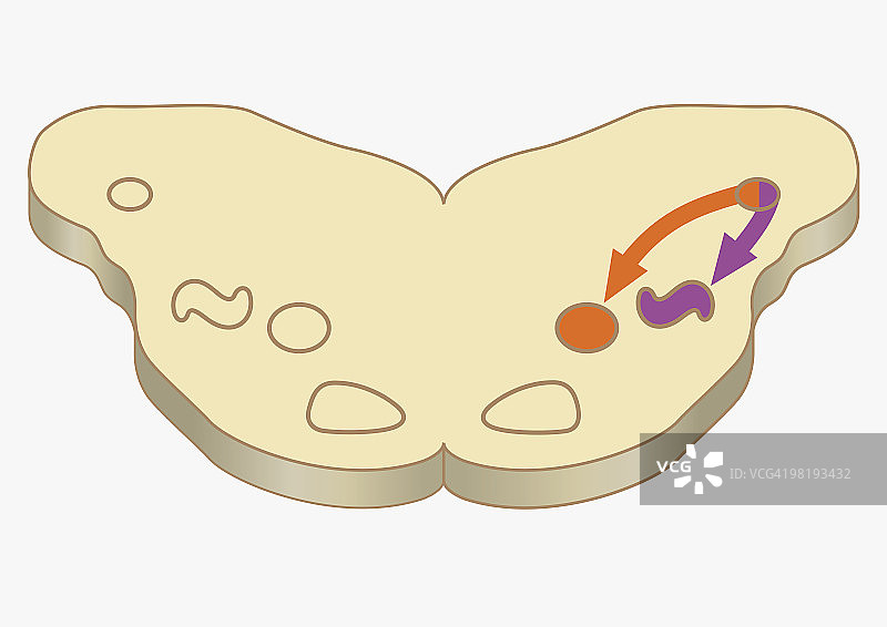 数字横截面图：冲动从耳蜗神经核传递到外侧上橄榄体图片素材