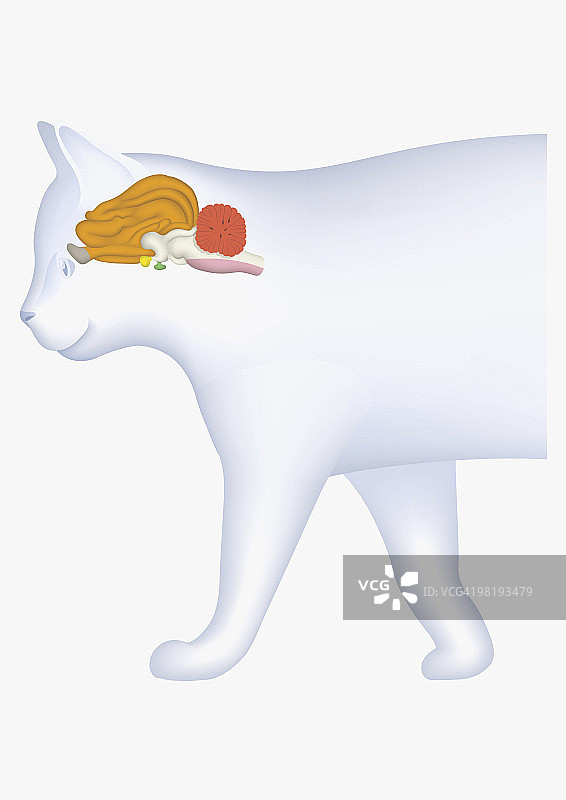 家猫小脑（橙色高亮）的数字插画图片素材