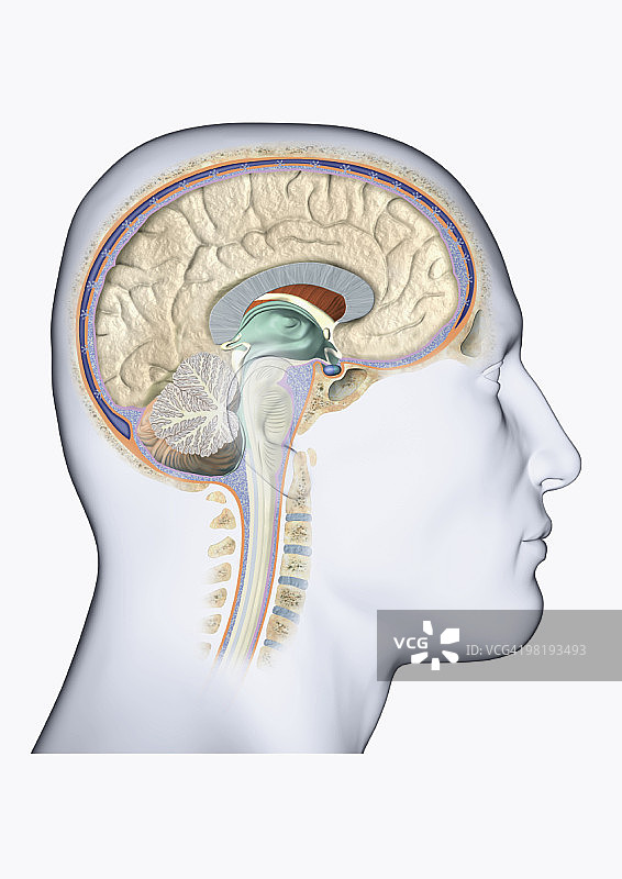 显示大脑的侧面头部数字插图图片素材
