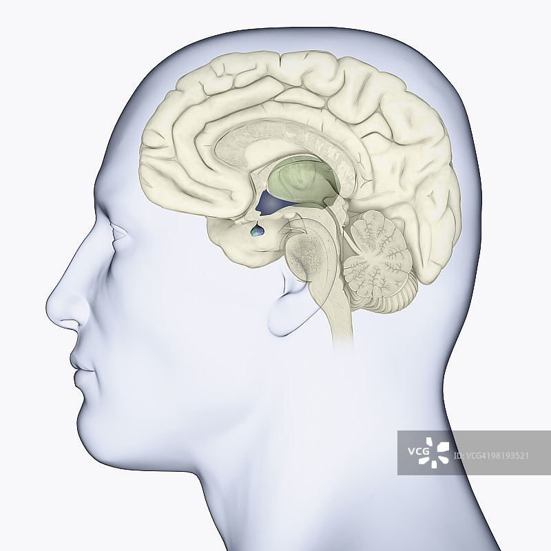 大脑侧面轮廓：丘脑（绿色）与下丘脑、垂体（蓝色）数字插画图片素材