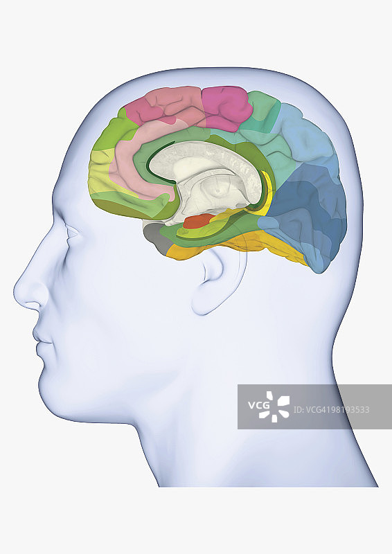 显示人脑内侧布罗德曼区域的头部侧面轮廓数字图图片素材
