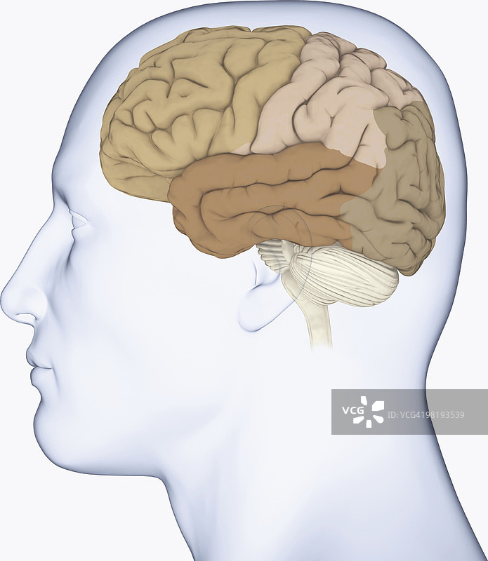 大脑皮层侧视图数字插画图片素材