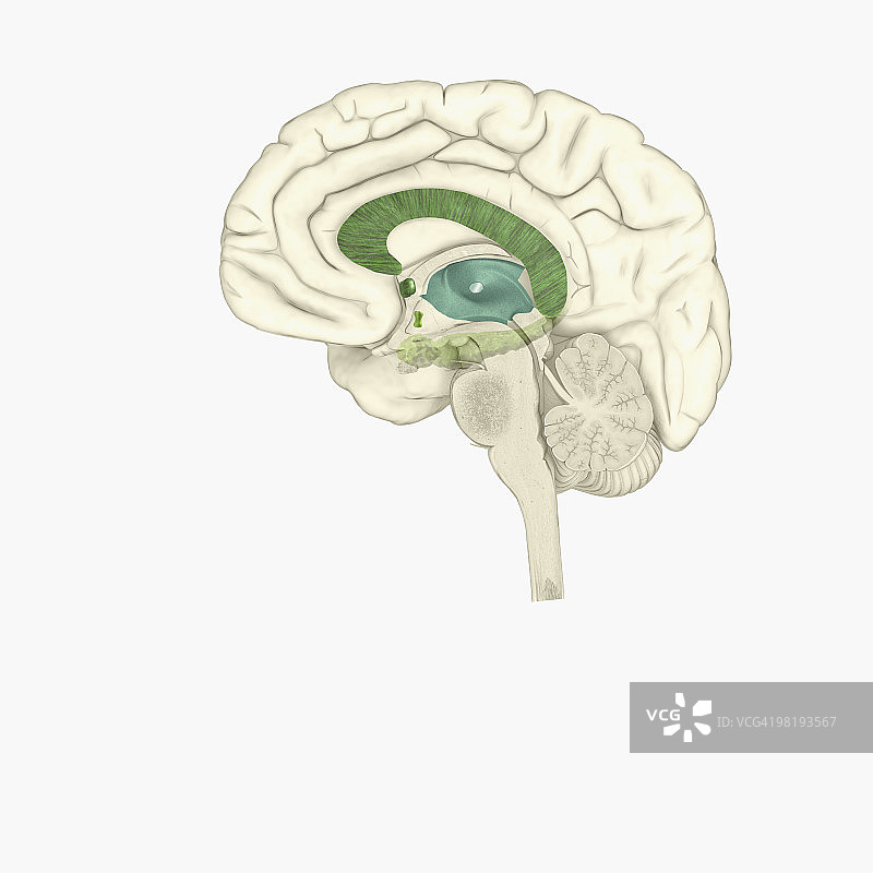 女性大脑的数字插画图片素材