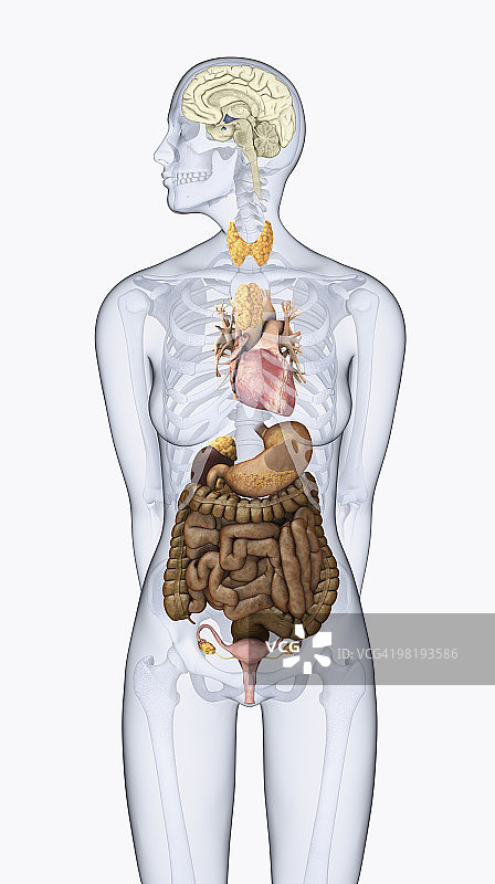 女性体内人类神经内分泌系统数字插画图片素材