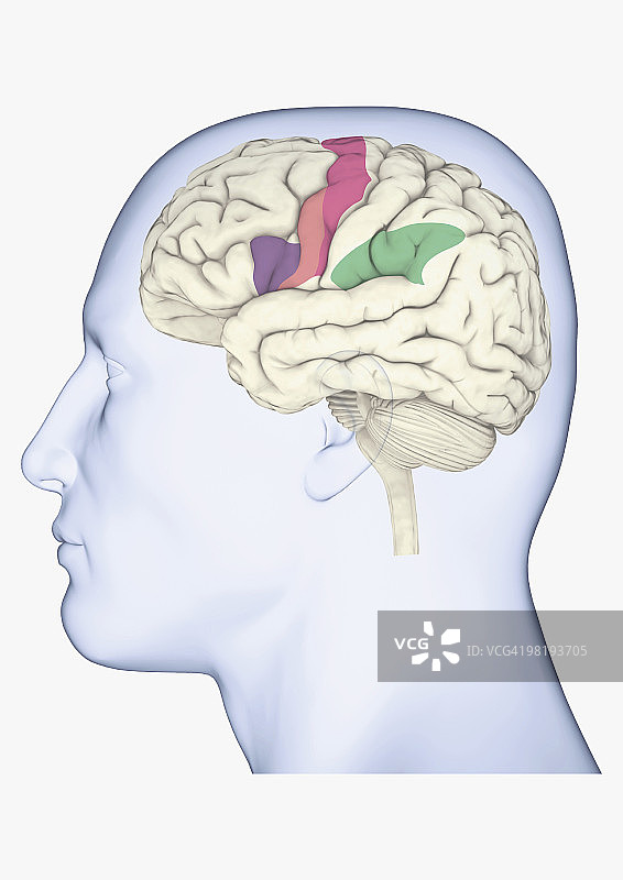 紫色、粉色和绿色突出显示人脑镜像神经元的头部侧面数字插图图片素材