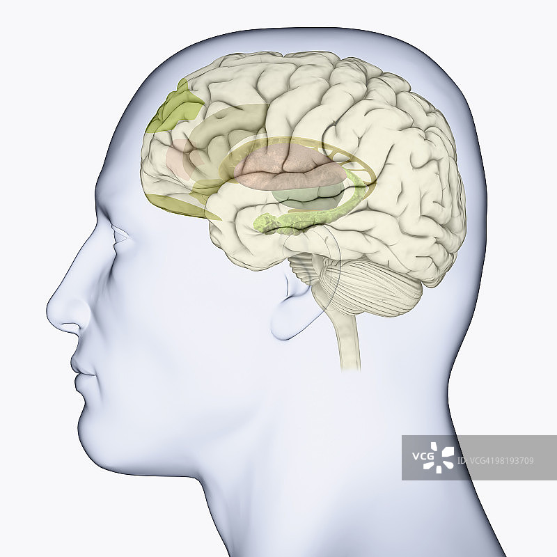 人脑处理情绪区域的侧面头部数字插图图片素材