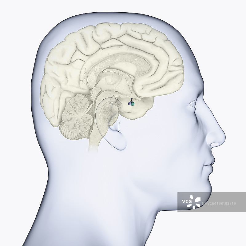 数字插图：大脑侧面轮廓，脑垂体以蓝色突出显示图片素材