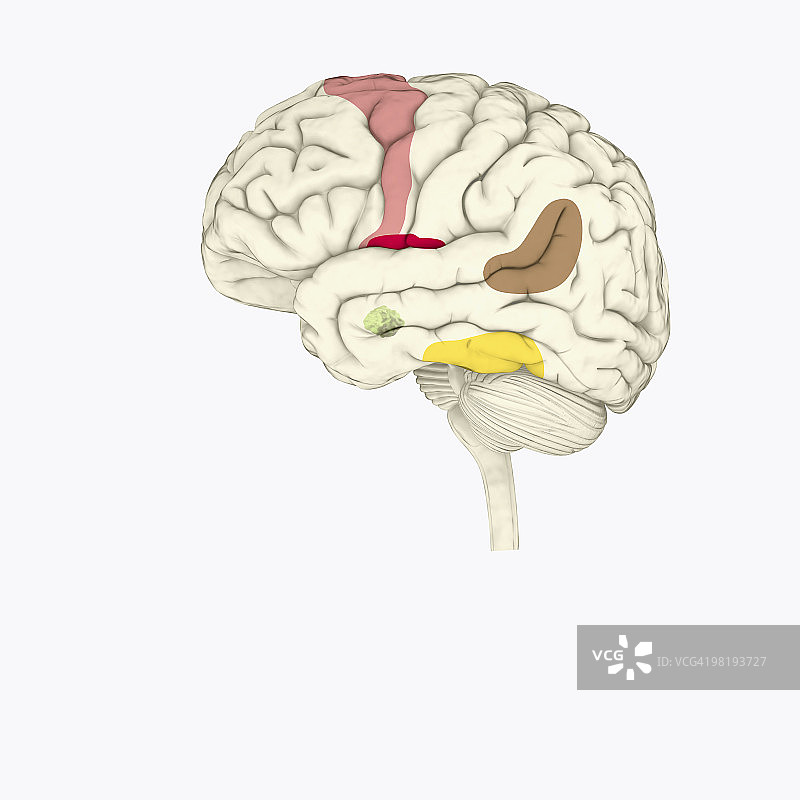 人脑情绪反应区域数字图图片素材