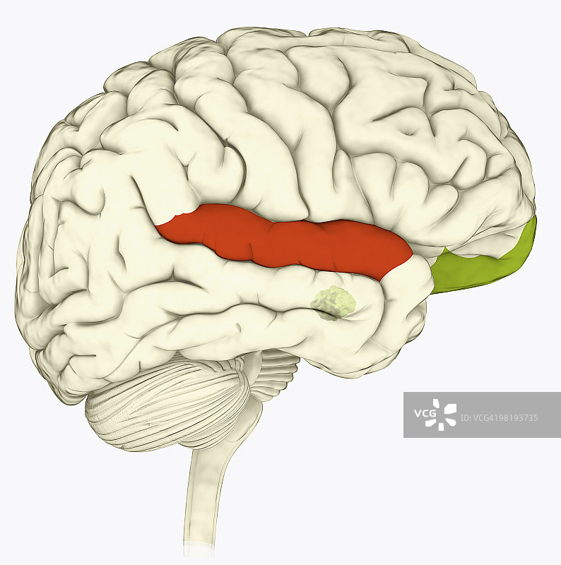 人脑颞上沟、眶额皮层和杏仁核的数字插图图片素材