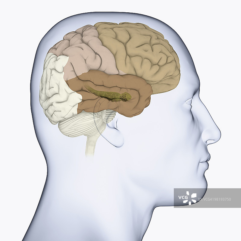 大脑侧面剖视图数字插图：显示额叶、顶叶和颞叶，以及海马体（绿色）图片素材