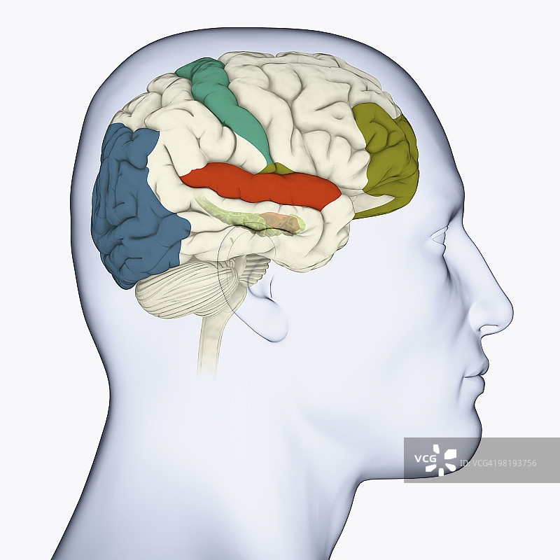 显示大脑视觉皮层、运动皮层、听觉皮层、额叶区域和杏仁体的头部侧面数字插画图片素材