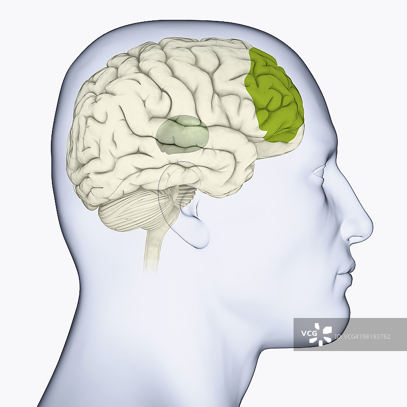 显示丘脑（灰色）和额叶（绿色）的大脑侧面头部数字插图图片素材