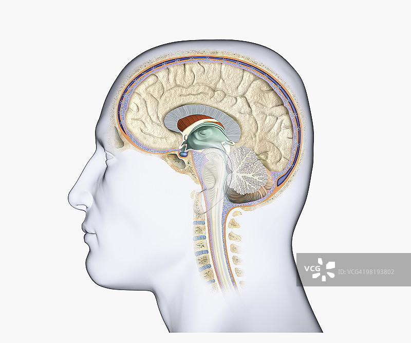 大脑与脊柱侧面轮廓数字插画图片素材