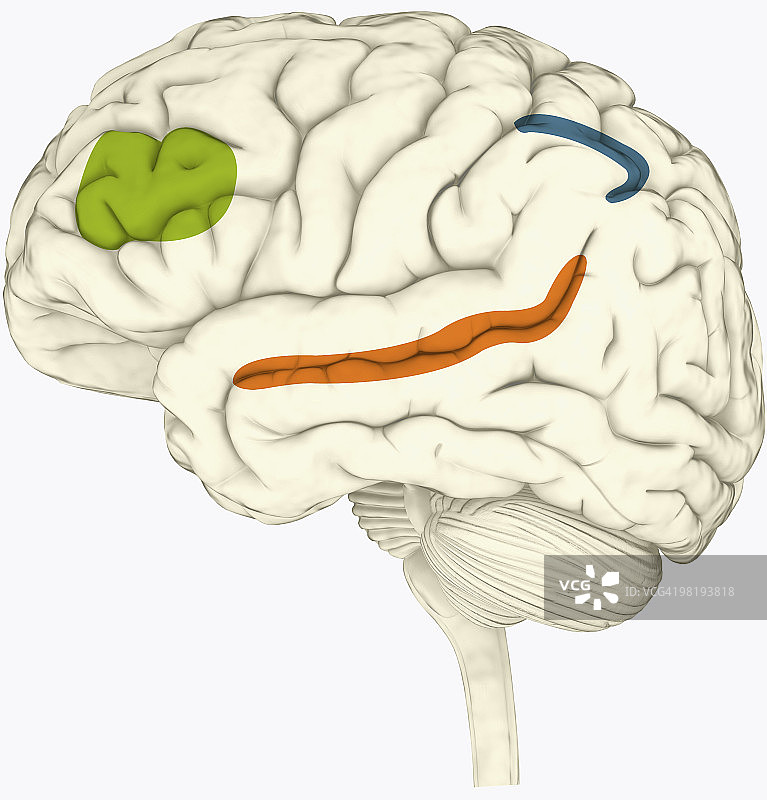 人脑中以绿色、蓝色和橙色突出显示中部前部区域、顶内沟和颞上沟数字插画图片素材