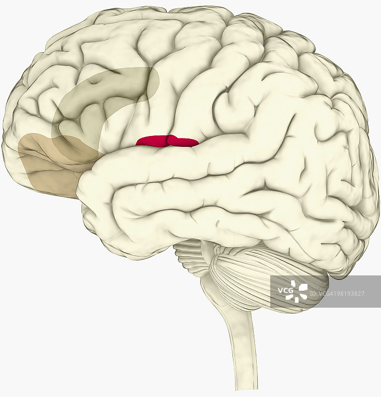 人脑中突出显示的前脑岛、前扣带皮层和腹内侧前额叶皮层的数字插图图片素材