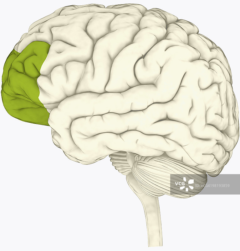 以绿色突出显示的人脑前额叶皮层数字插画图片素材