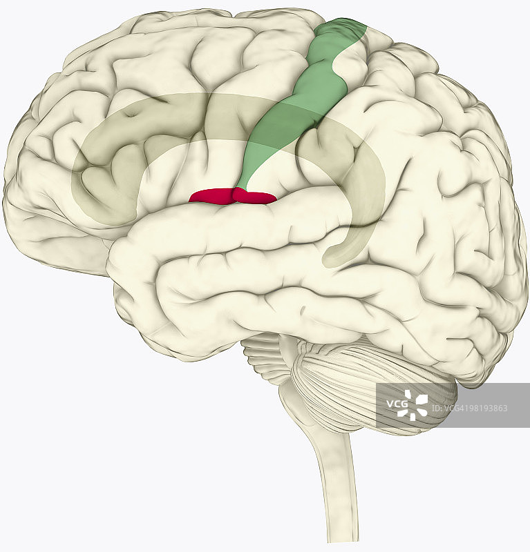 突出显示扣带皮层、岛叶皮层和体感皮层的人脑数字插画图片素材