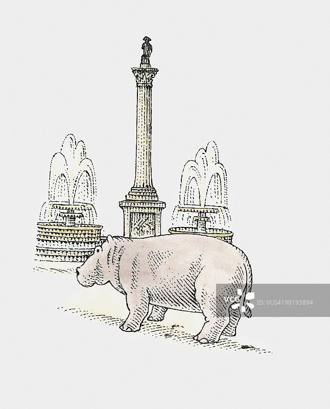 伦敦特拉法加广场，纳尔逊纪念柱旁的河马图片素材