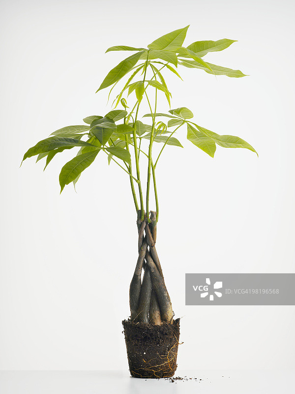 摇钱树植物图片素材