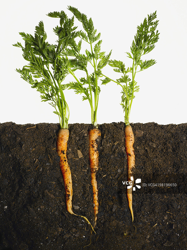 泥土中的胡萝卜图片素材