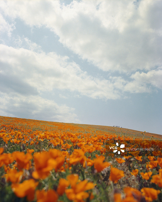 加利福尼亚州罂粟花保护区图片素材