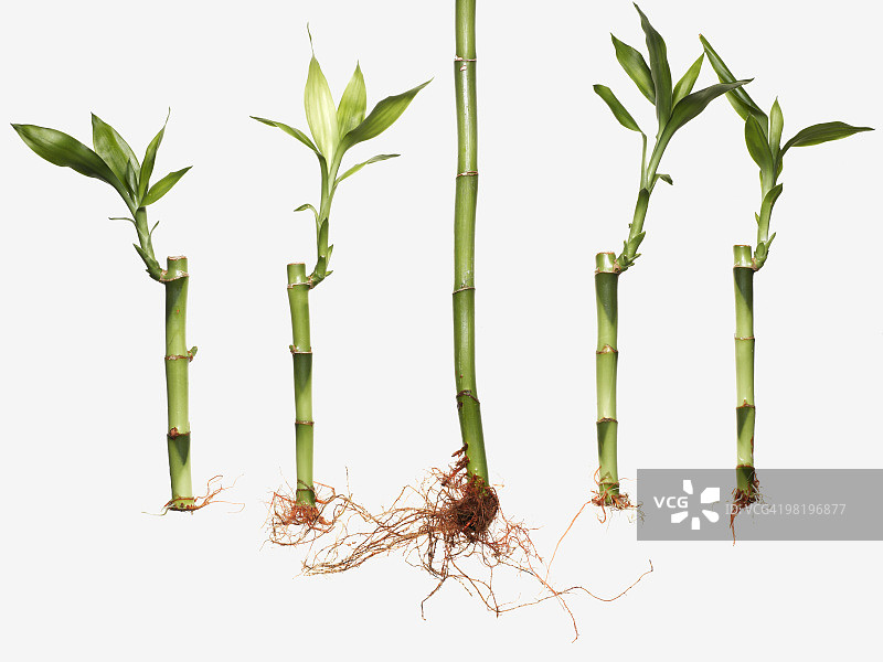 并排的幸运竹图片素材