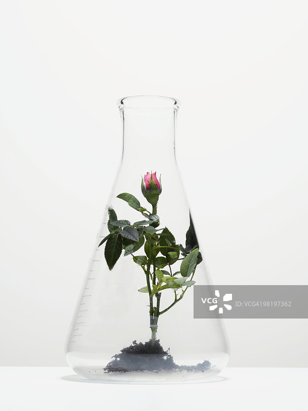 在锥形瓶中生长的迷你玫瑰图片素材