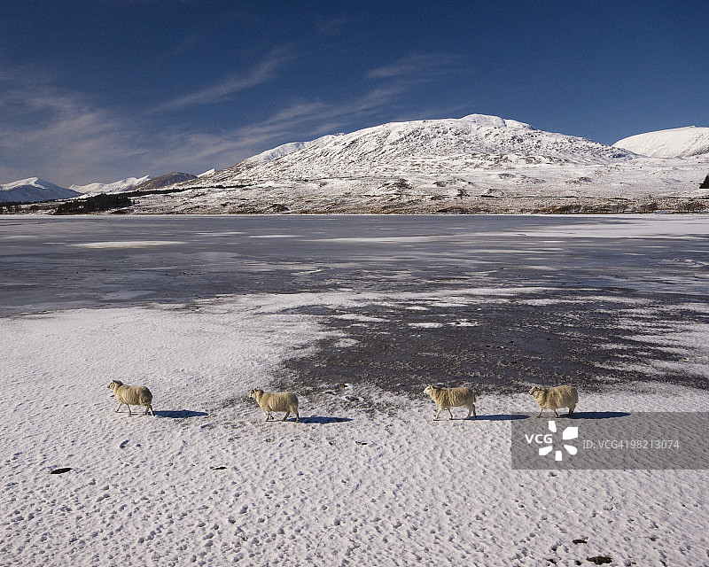 四只绵羊走过苏格兰冰冻的湖泊图片素材
