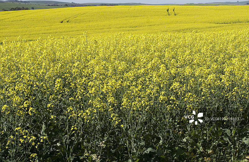西开普卡莱登附近的黄色油菜田图片素材