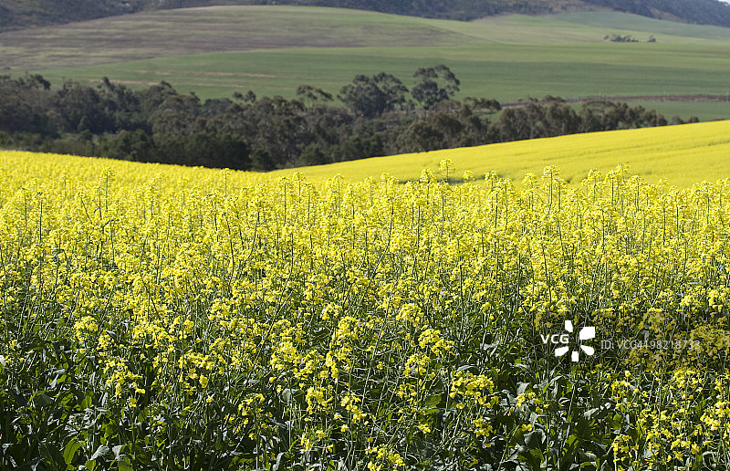 西开普卡莱登附近的黄色油菜田图片素材