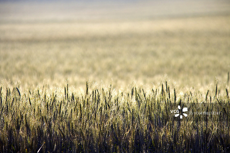 小麦田的创意视角，南非西开普省奥弗贝格图片素材